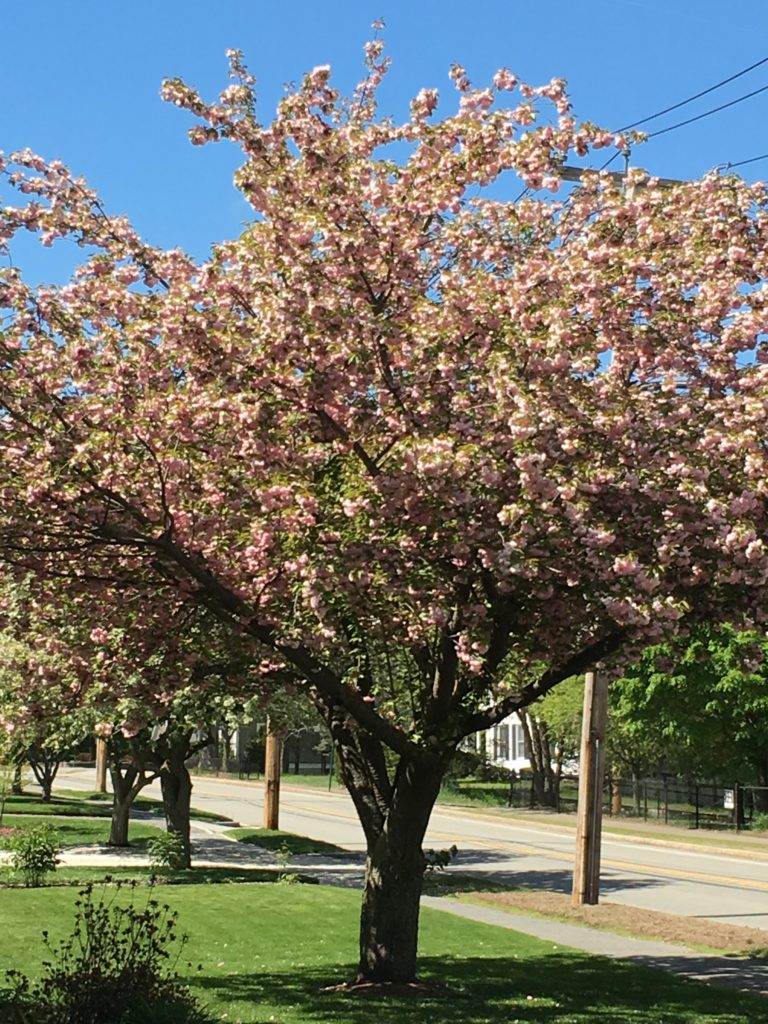 Natick, MA Spring